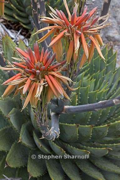 aloe polyphylla 4 graphic